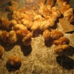 Csirkék tetra fajta leírás, képek és videó, az előnyök és hátrányok (tetra) Csirkék tetra fajta leírás, képek és videó, az előnyök és hátrányok