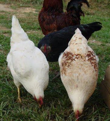 Csirkék tetra fajta leírása, jellemzői és vélemények