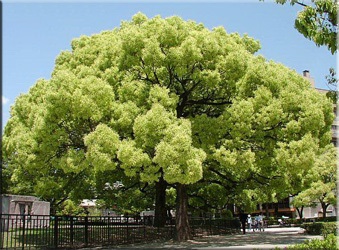 Babérfa (Laurus) (babérlevelet gyógyszer) Laurel (Laurus)