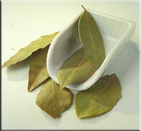 Laurel (Laurus)