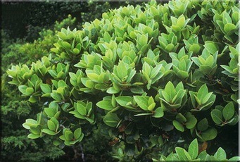 Laurus (Laurus) (Laurel ellátás) Laurel (Laurus)