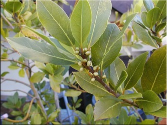Laurel (Laurus) (babér reprodukciós) Laurel (Laurus)