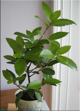 Laurel (Laurus) (babér olaj) Laurel (Laurus)