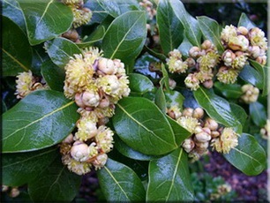 Laurus (Laurus) (babér ellátás) Laurel (Laurus)