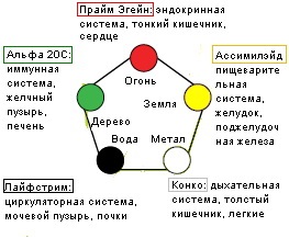 Lifestream Sunrider - élelmiszer-keringési rendszer húgyhólyag vesék