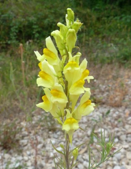 Toadflax rendes alkalmazás, fotó, leírás (toadflax) Alkalmazása közös toadflax, fotó, leírás