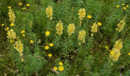 Toadflax rendes alkalmazás, fotó, leírás (toadflax) Alkalmazása közös toadflax, fotó, leírás
