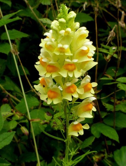 Toadflax rendes alkalmazás, fotó, leírás (vulgáris) Alkalmazása közös toadflax, fotó, leírás