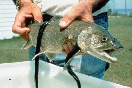 Ragályos lamprey (ívási orsóhal) fogása lamprey