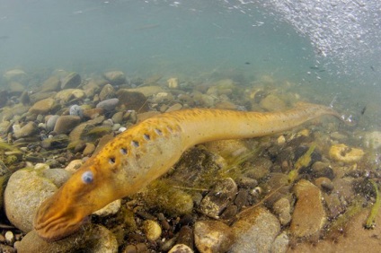 Catching lamprey - hogyan kell elkapni, és ahol a leningrádi régióban Horgászat