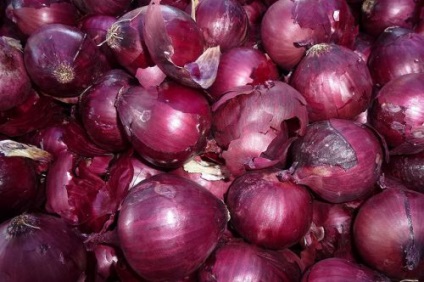 Hagyma hagyma Red termesztés, fajták (fajták) Hagyma hagyma Red termesztés, fajták