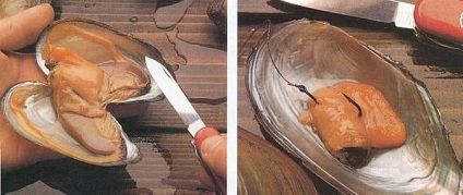 Kagyló-elfeledett, de halálos csali ponty - házi halászati ​​kezük