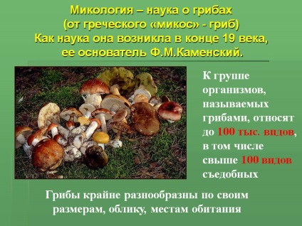 Mikológiai - a tanulmány a gombák (a görög „Mikos” - gomba), mint a tudomány - előadás 14095-2