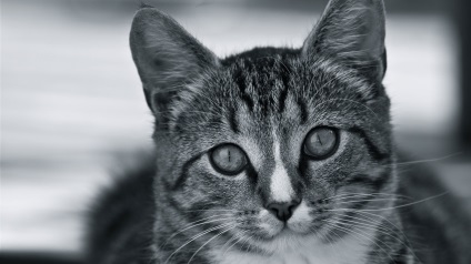 A pofa macska képek (fotók) A pofa macska fotó