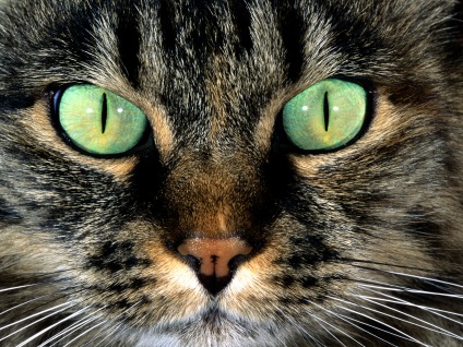 A pofa fotó cat (macska) A pofa macska fotó