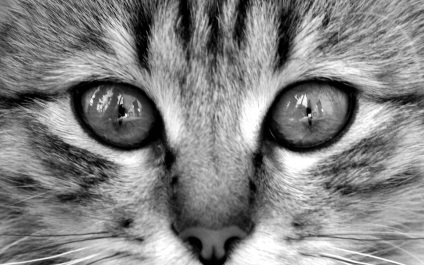 A pofa fotó cat (macska) A pofa macska fotó