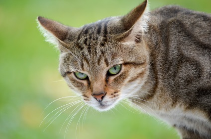 A pofa macska fotók (cat arcképet) A pofa macska fotó