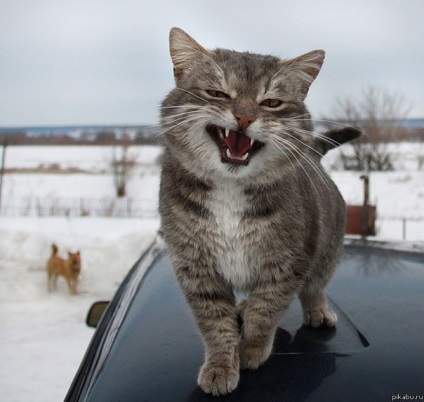A pofa macska fotók (cat arcképet) A pofa macska fotó