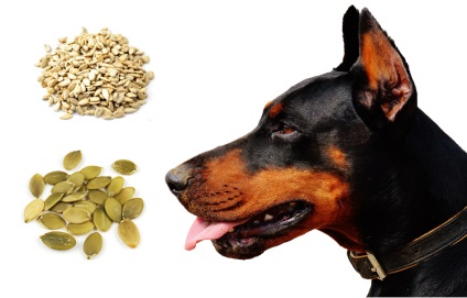 Чи можна давати насіння собаці (гарбузове, соняшникове, з шкіркою або без), все про собак