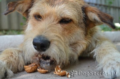 Чи можна собакам давати волоські горіхи, кедрові, мигдаль і інші