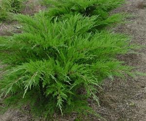 Juniper ültetés és gondozása különböző fajok és növényfajták - rendes, és kúszó