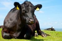 Márványos hús, és legalább fűszerek (steak) Márványos hús és fűszerek legalább