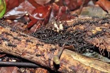 Ant nasekomnoe mint életciklus és viselkedését hangyák