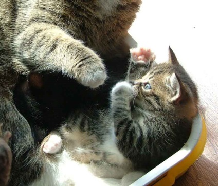 Ezekben fotók anya-anya macska és nyalni és mancs tanulni