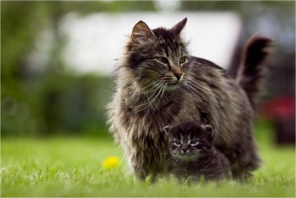Ezekben fotók anya-anya macska és nyalni és mancs tanulni