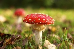 Tinktúra gomba az onkológiai alkalmazásokban, a használata (alkalmazás) Tinktúra gomba onkológiai alkalmazások használata