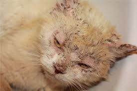 Notoedroz macskáknál, tünetei és kezelése notoedroza macskák, szövődménye macskák után notoedroza