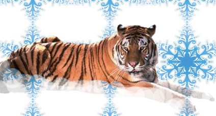 Karácsonyi történet az átalakulás a bika egy tigris (Mese) Karácsonyi történet az átalakulás a bika a tigris