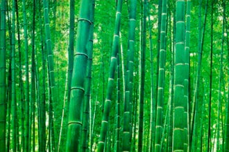 Online jóslás guan yin bambusz pálca