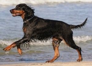 Leírás fajtájú kutya angol szetter (Gordon Setter) vélemények és fotók