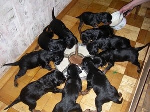 Leírás fajtájú kutya angol szetter (Gordon Setter) vélemények és fotók