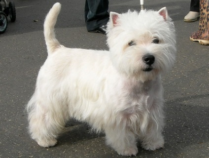 Mintegy kutyák West Highland White Terrier