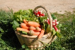 Szerves táplálása kert Igorya Lyadova blog valushe