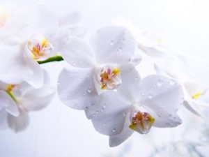 Orchid ház - tudja tartani az orchidea a hálószobában feng shui