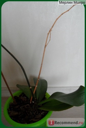 Orchid phalaenopsis - „hipnotikus cipő Aphrodité, vagy hogyan lehet elérni virágzás Phalaenopsis