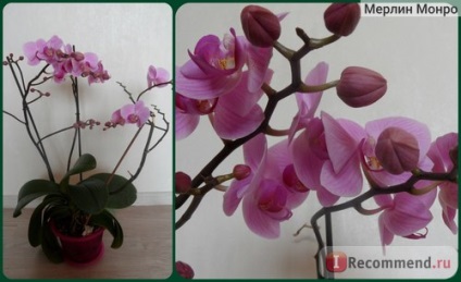Orchid phalaenopsis - „hipnotikus cipő Aphrodité, vagy hogyan lehet elérni virágzás Phalaenopsis