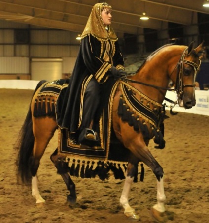 Jellemzők és leírása arab fajta lovak