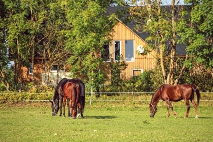 Jellemzők és leírása arab fajta lovak