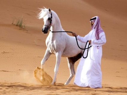 Jellemzők és leírása arab fajta lovak