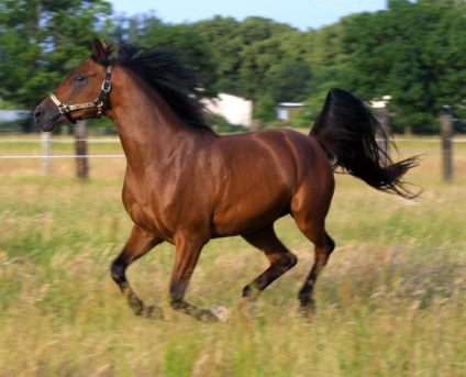 Jellemzők és leírása arab fajta lovak