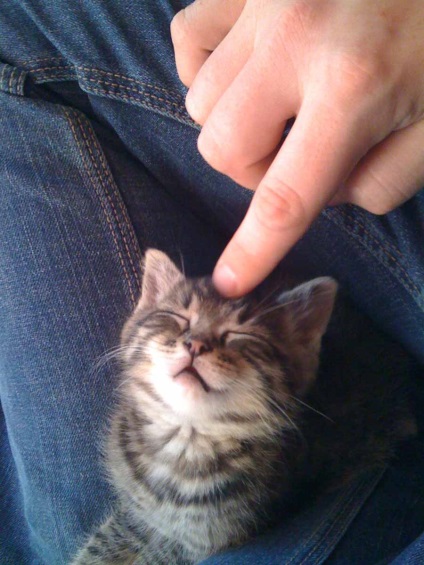Miért a macska tüsszent, hogy a macskák is tüsszentés csak úgy, és hogyan lehet egy macska tüsszentés törléséhez