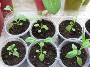Penstemon - egyre nagyobb a vetőmaghoz hartvega és sanzon (színes fénykép) (penstemon) Penstemon - egyre nagyobb a vetőmaghoz hartvega és sanzon (kép szín)