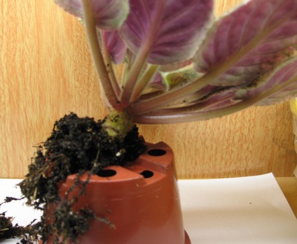 Transzplantációs ibolya ibolya fiatalítás (transzplantációs) Transzplantációs ibolya ibolya fiatalítás