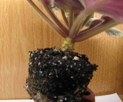 Transplant ibolya fiatalító ibolya (kutak perlit vermikulit) Transzplantációs ibolya ibolya fiatalítás