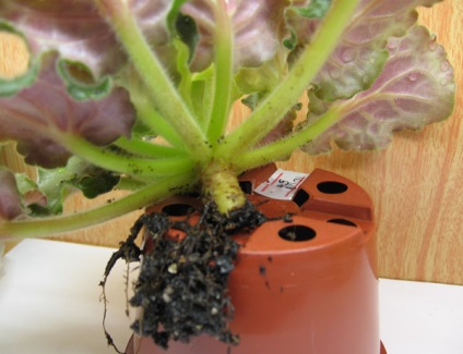 Transzplantációs ibolya fiatalítás ibolya (lila) Transzplantációs ibolya ibolya fiatalítás