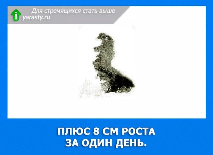 Plus 8 cm magas egy nap (növekedés) Plusz 8 cm magasságú egy nap